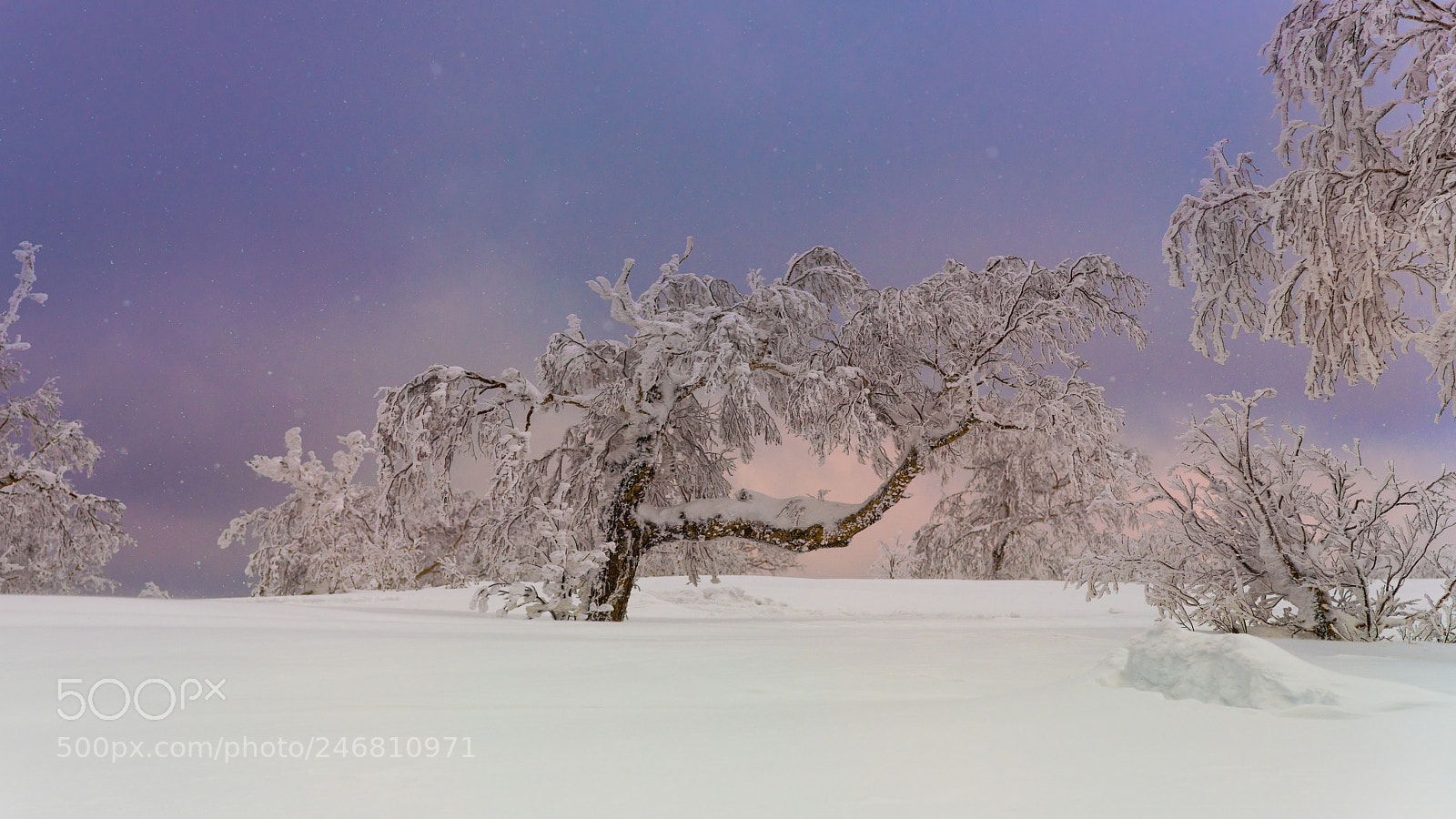 Nikon D850 sample photo. Frozen tree in winter photography