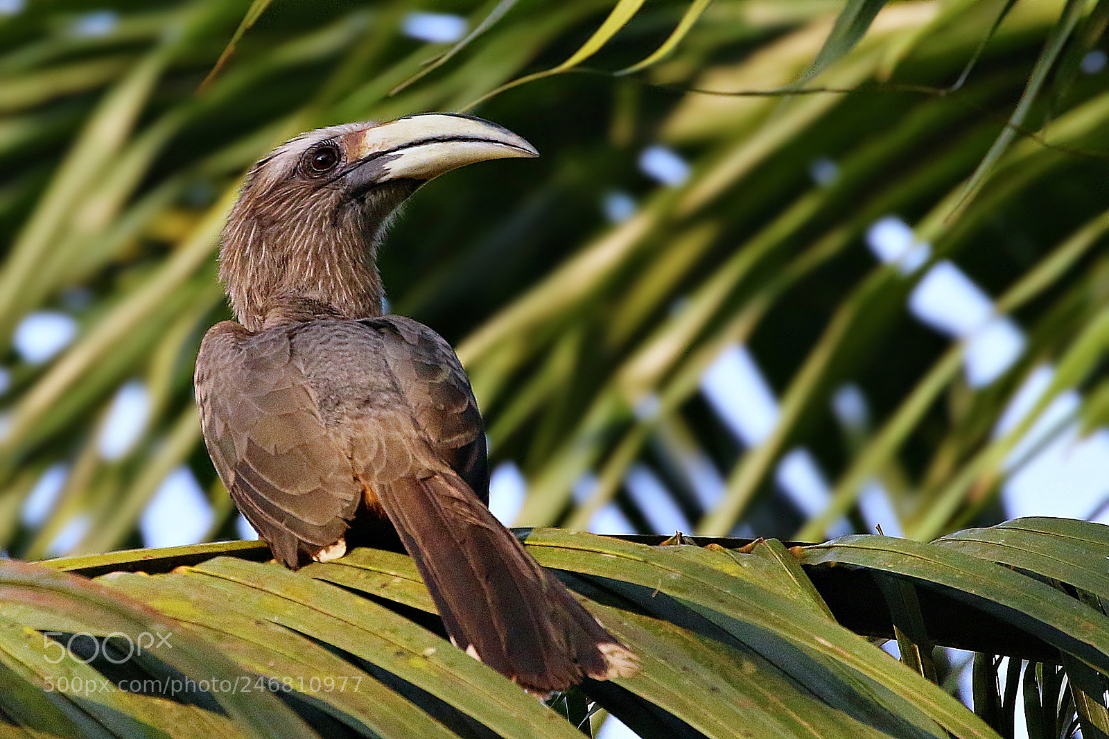 Canon EOS 7D Mark II sample photo. Malabar grey horn bil photography
