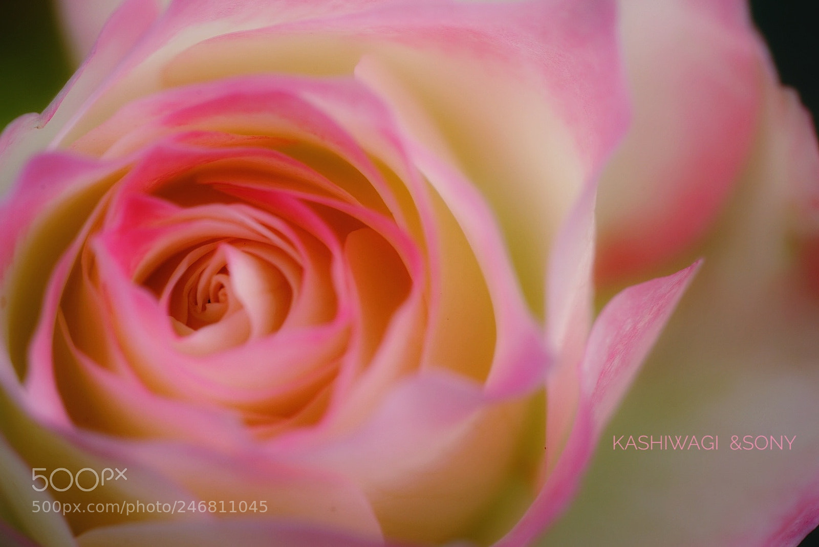 Sony a7 II sample photo. Jubile de princess de photography