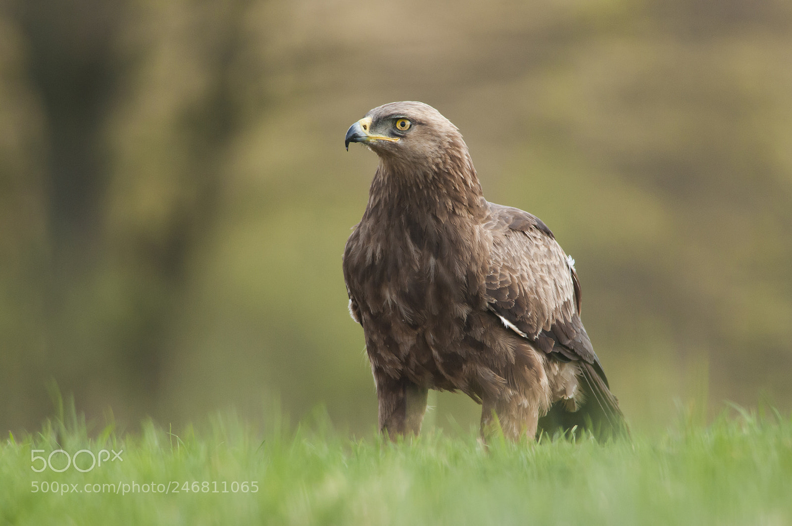 Nikon D300 sample photo. Lesser spotted eagle photography