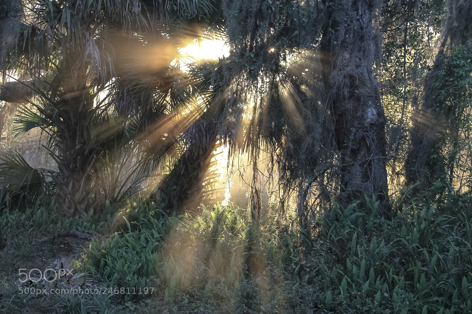 Canon EOS 1100D (EOS Rebel T3 / EOS Kiss X50) sample photo. Morning rays photography
