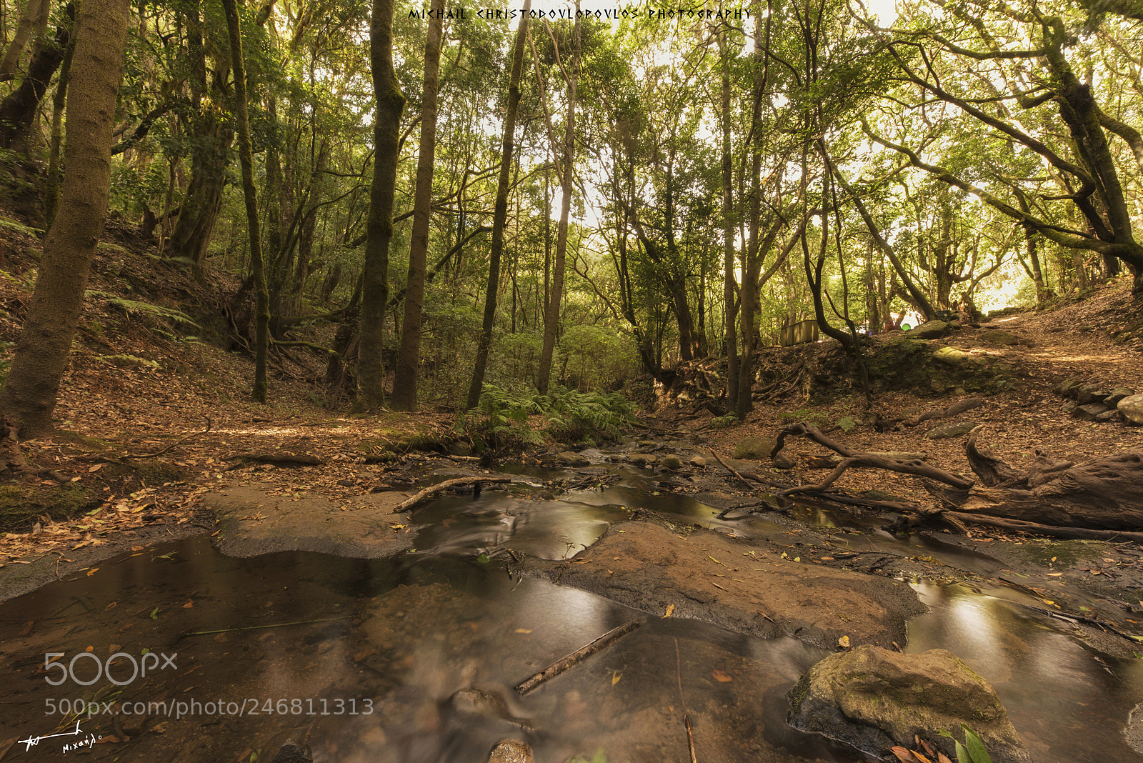Nikon D810 sample photo. El cedro (la gomera) photography