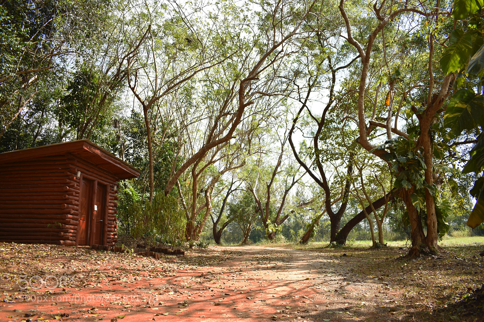 Nikon D5600 sample photo. Back to the woods photography