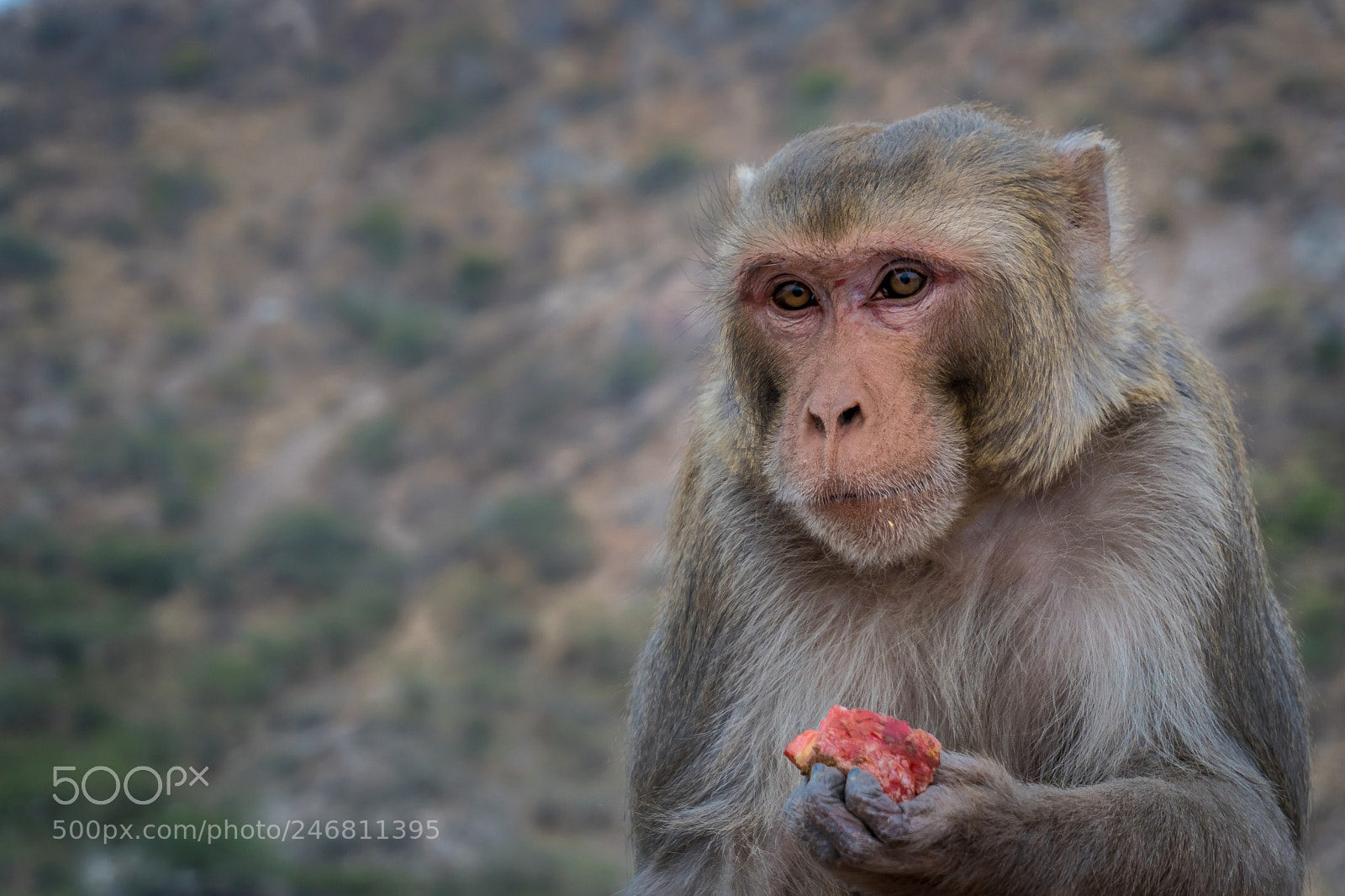 Sony a6300 sample photo. Monkey photography