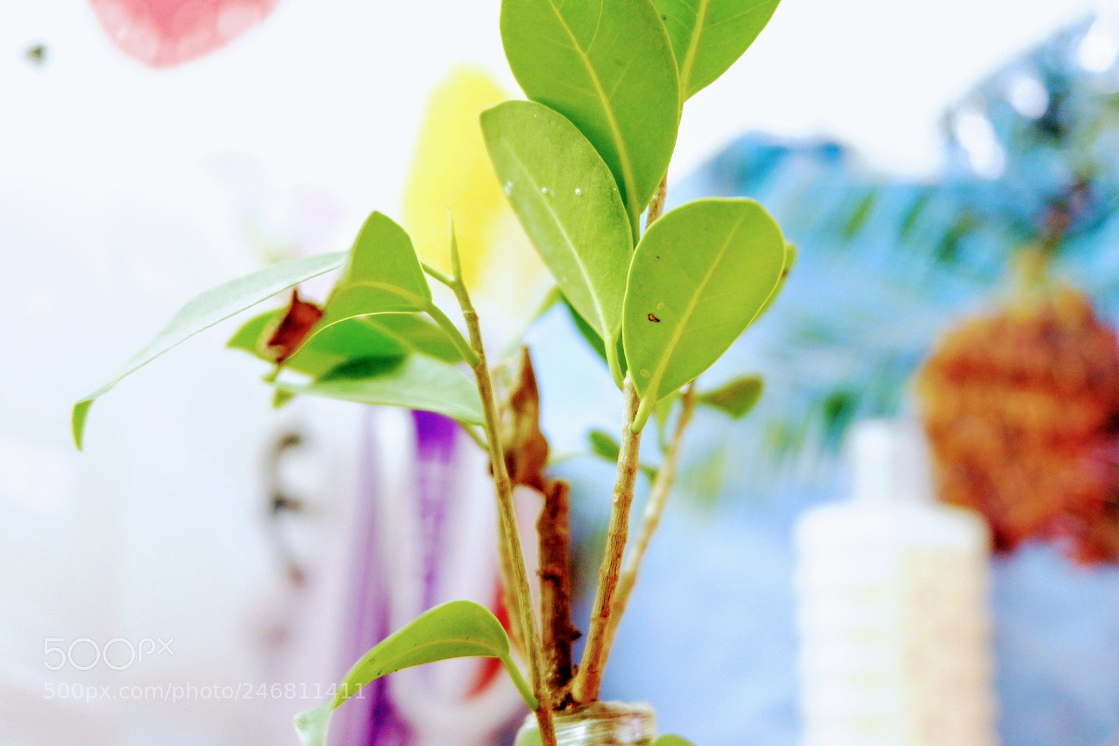 Fujifilm X-A3 sample photo. Plant is life. photography