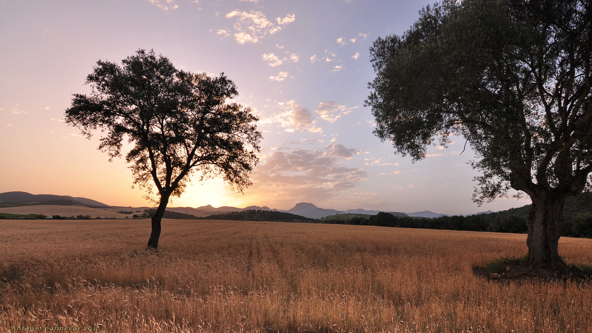 Nikon D90 sample photo. Amanece en el trigal photography