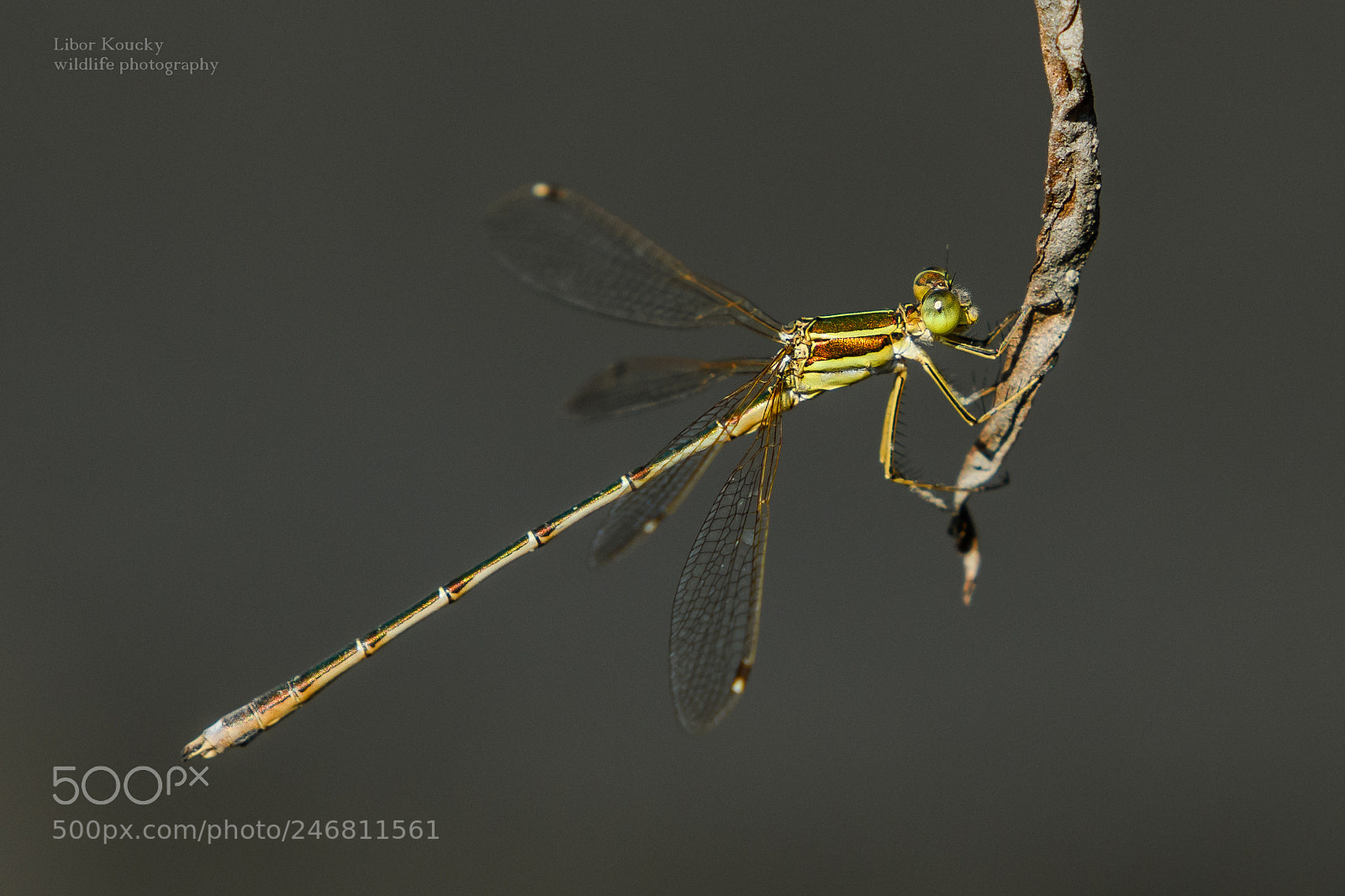 Nikon D500 sample photo. Lestes photography