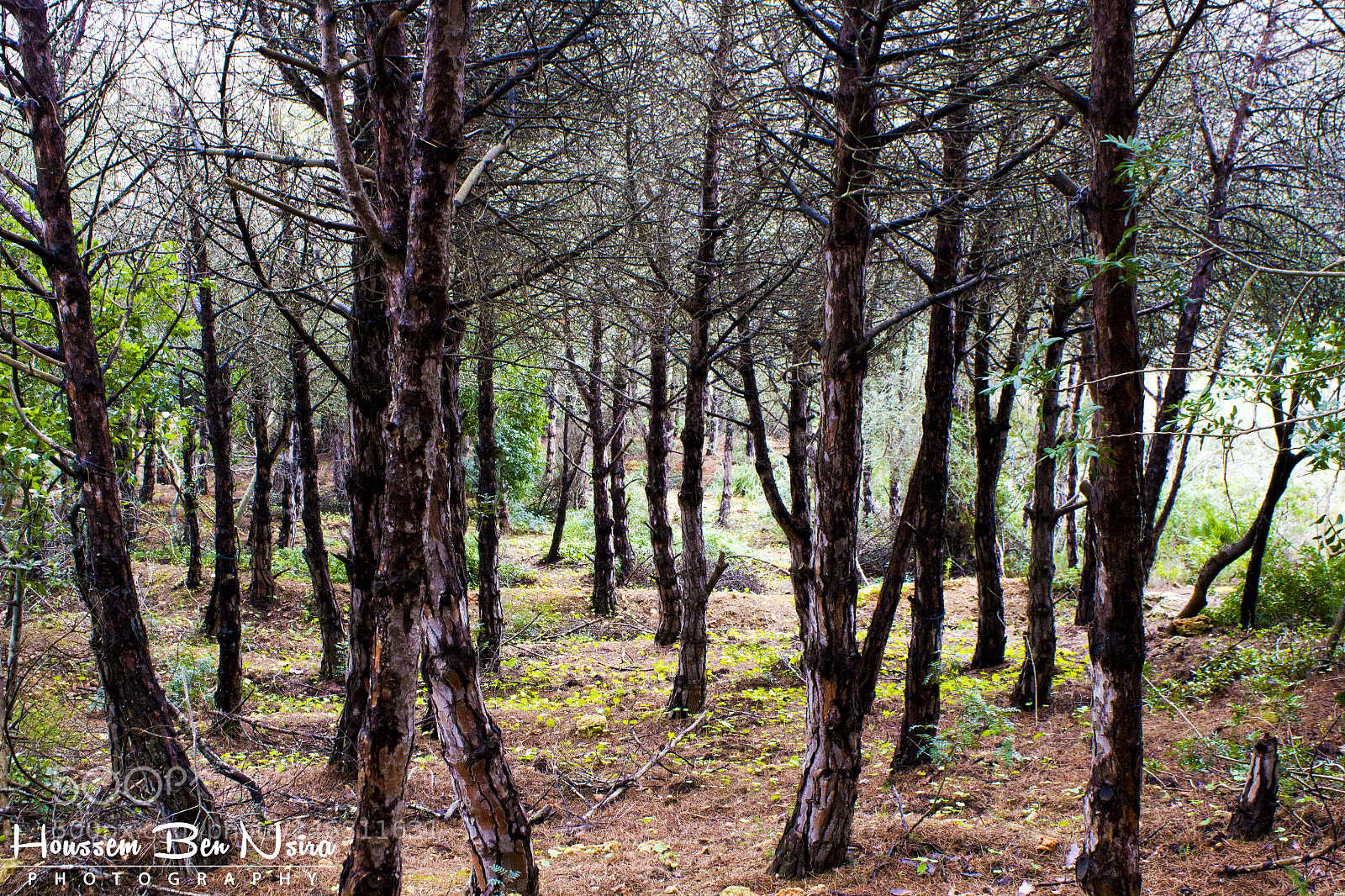 Canon EOS 550D (EOS Rebel T2i / EOS Kiss X4) sample photo. The beginning of spring photography