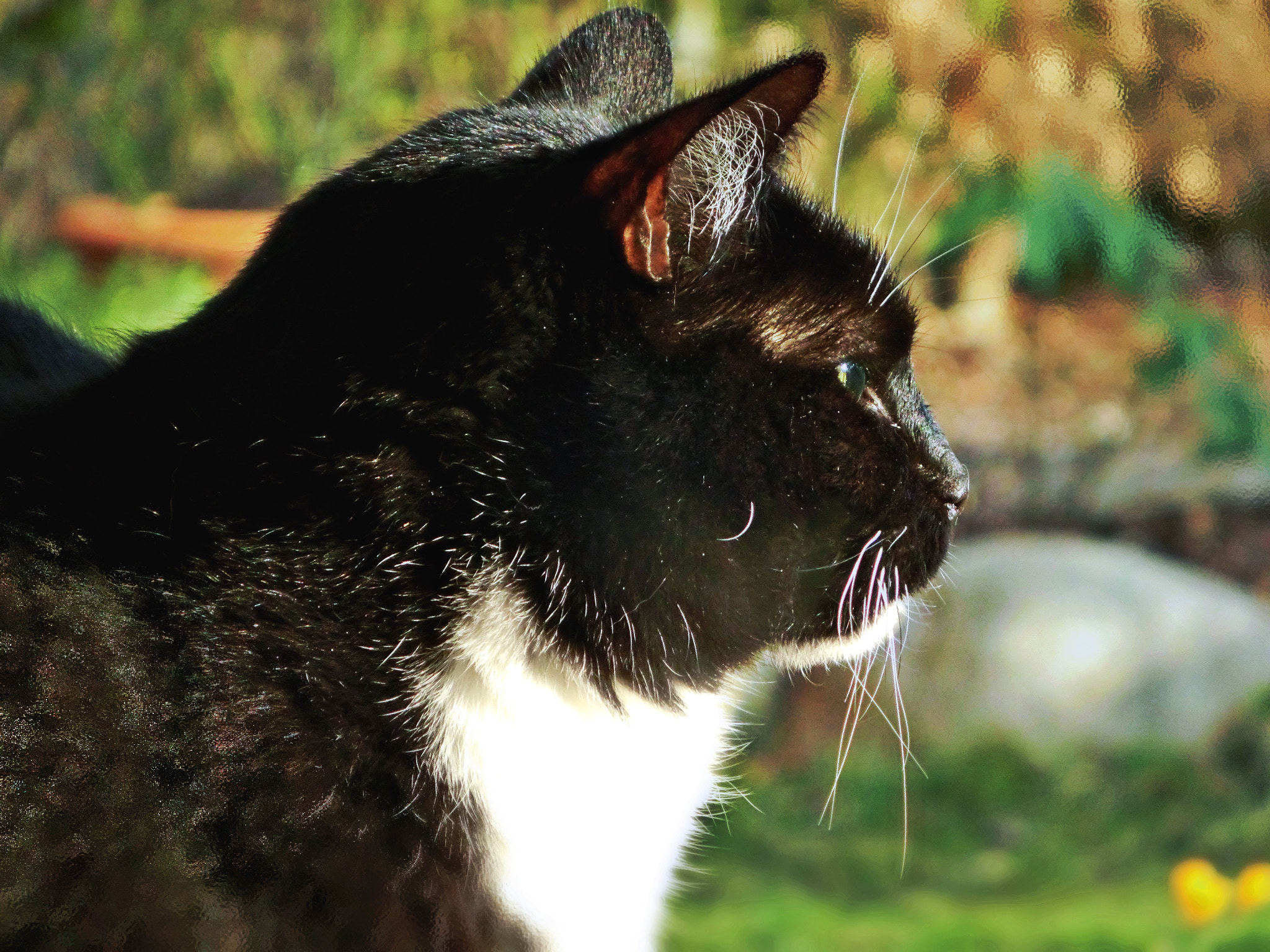 CASIO EX-ZR300 sample photo. Cleo in nature photography