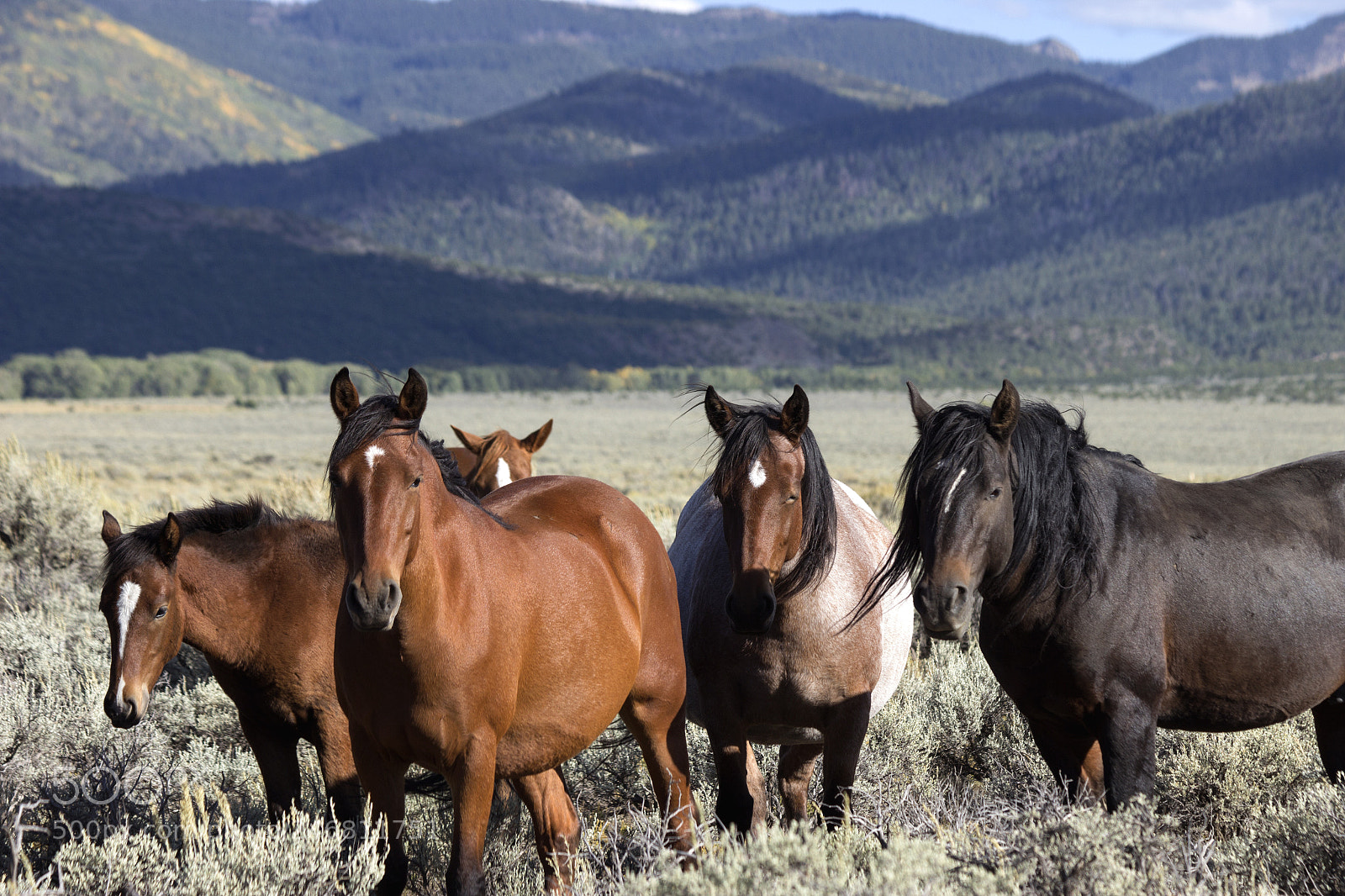 Canon EOS 600D (Rebel EOS T3i / EOS Kiss X5) sample photo. Wild horses, colorado photography
