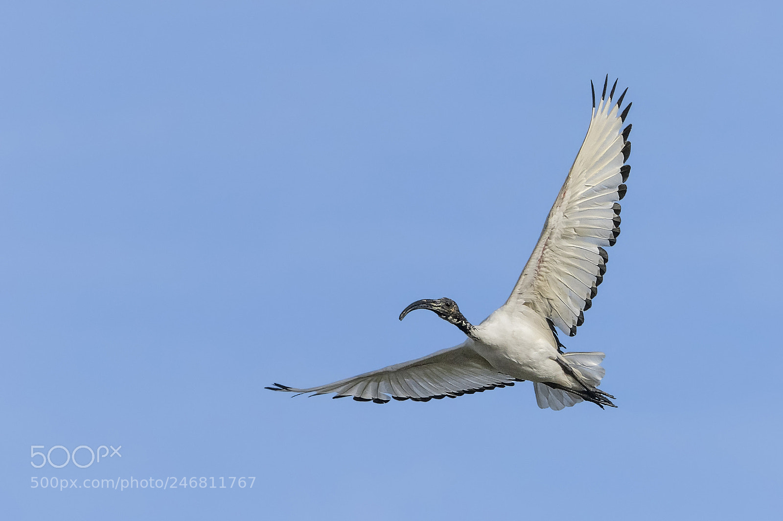 Canon EOS 7D Mark II sample photo. ..ibis sacro.. photography