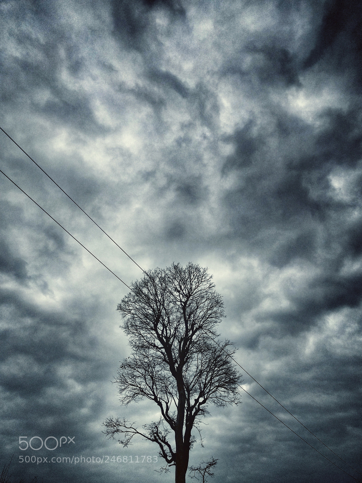 Google Nexus 6P sample photo. Trees are poems the photography