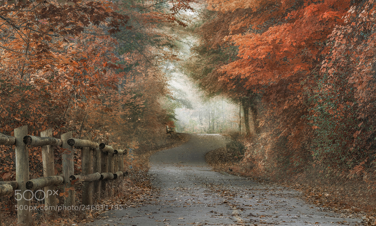 Nikon D5200 sample photo. Autumn path photography
