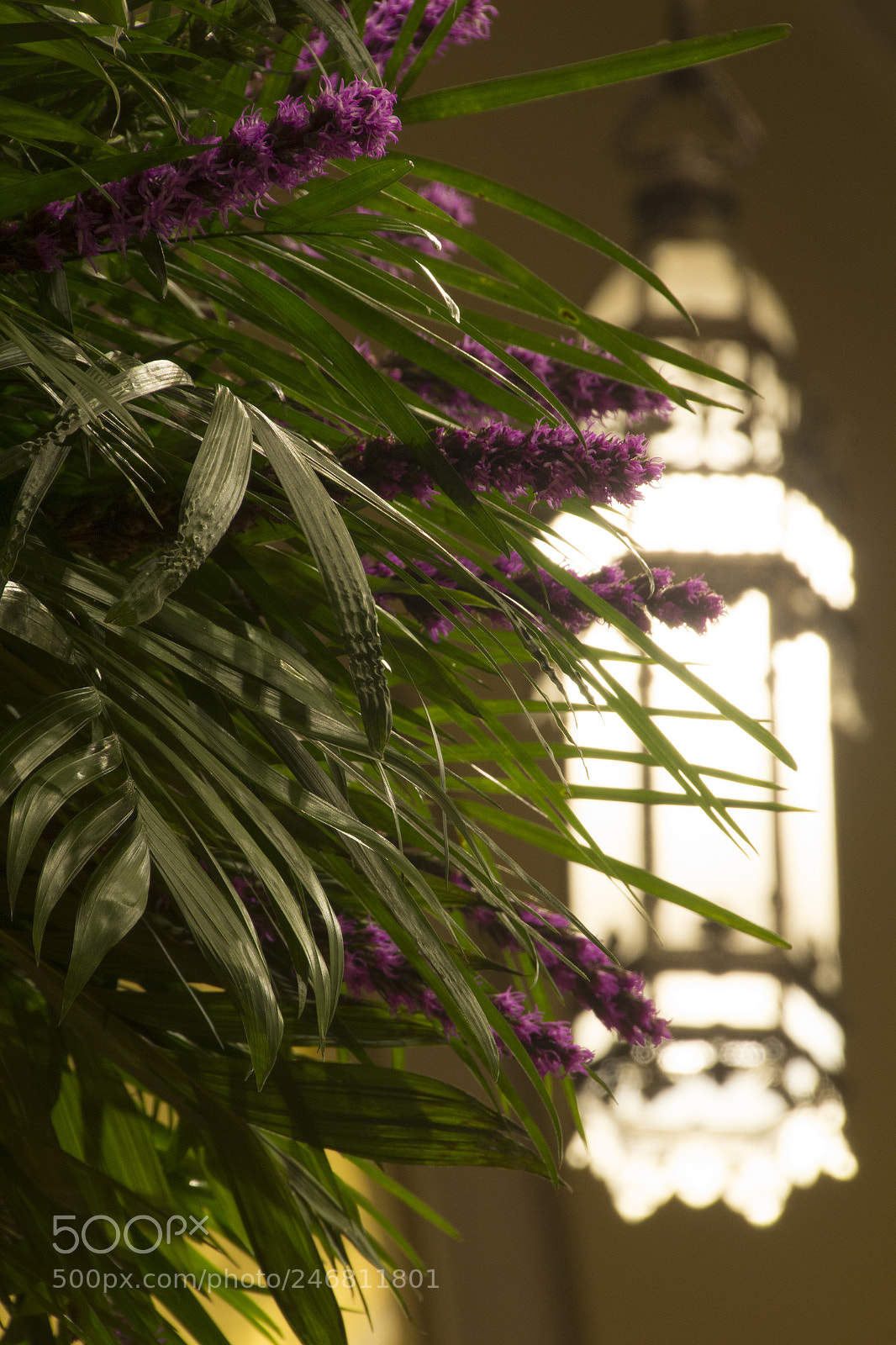 Canon EOS 1200D (EOS Rebel T5 / EOS Kiss X70 / EOS Hi) sample photo. Flowers inside notre dame photography