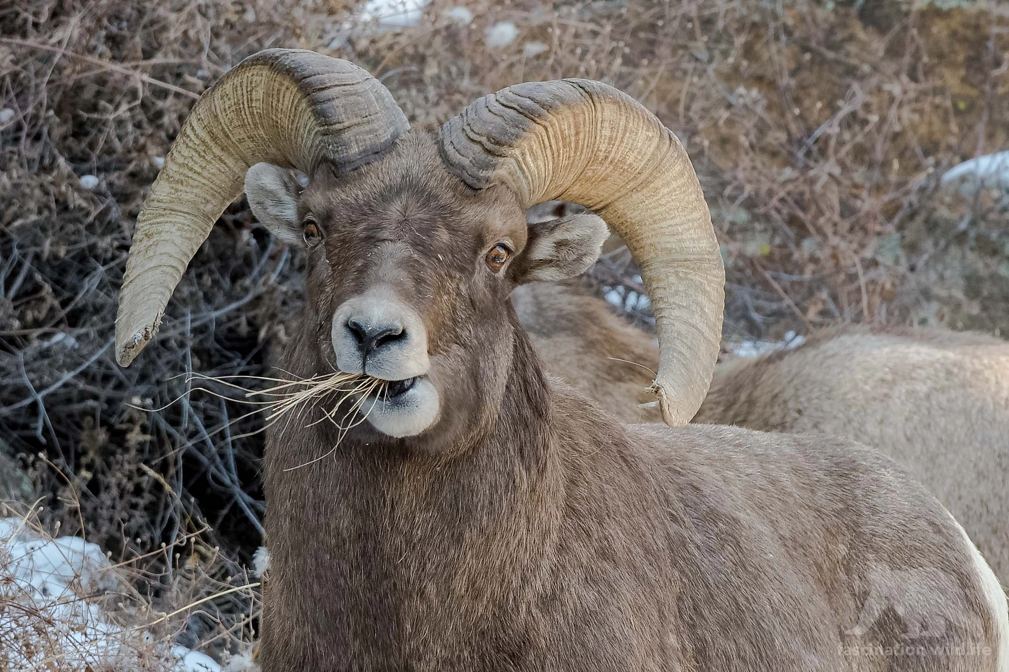 Nikon D4S sample photo. Bighorn ram photography