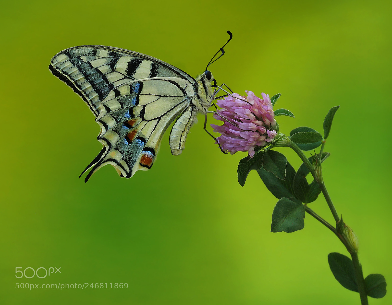 Olympus OM-D E-M1 sample photo. Machaon... photography