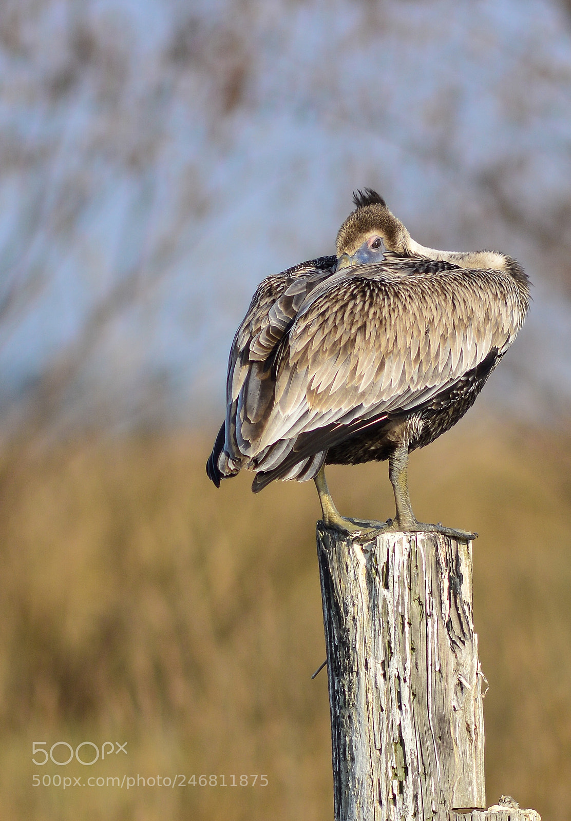Nikon D7100 sample photo. Brown pelican resting photography