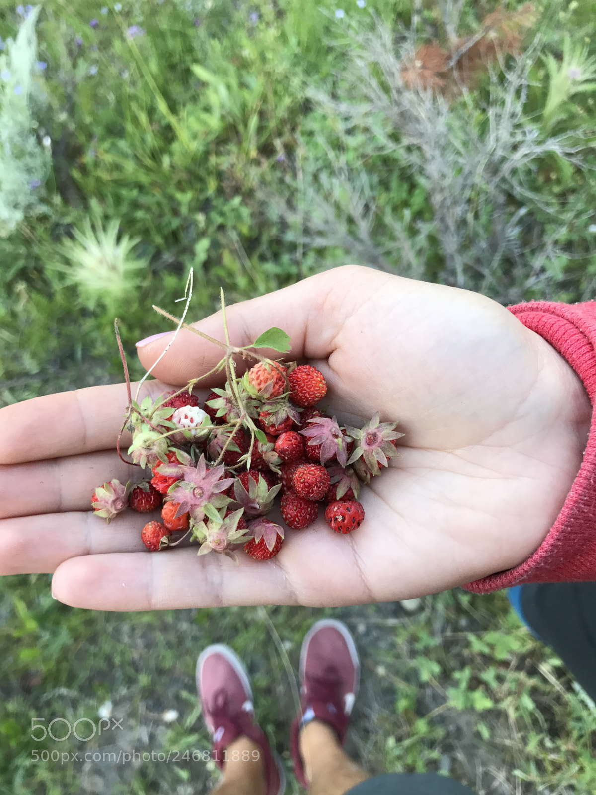 Apple iPhone 7 sample photo. Wild strawberries of yellowstone photography