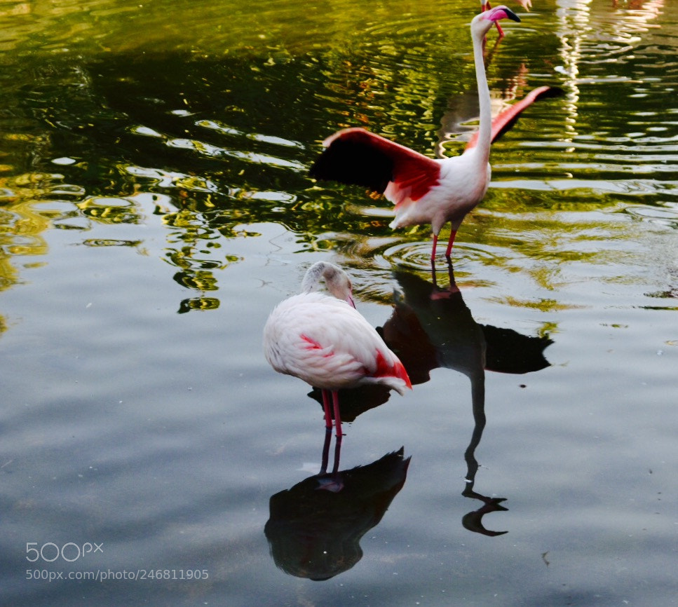 Nikon D3400 sample photo. Wind beneath my wings? photography