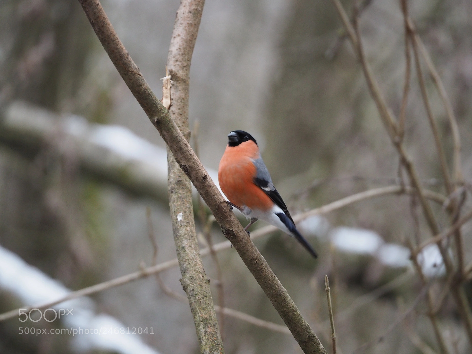 Olympus OM-D E-M5 II sample photo. Gimpel male photography