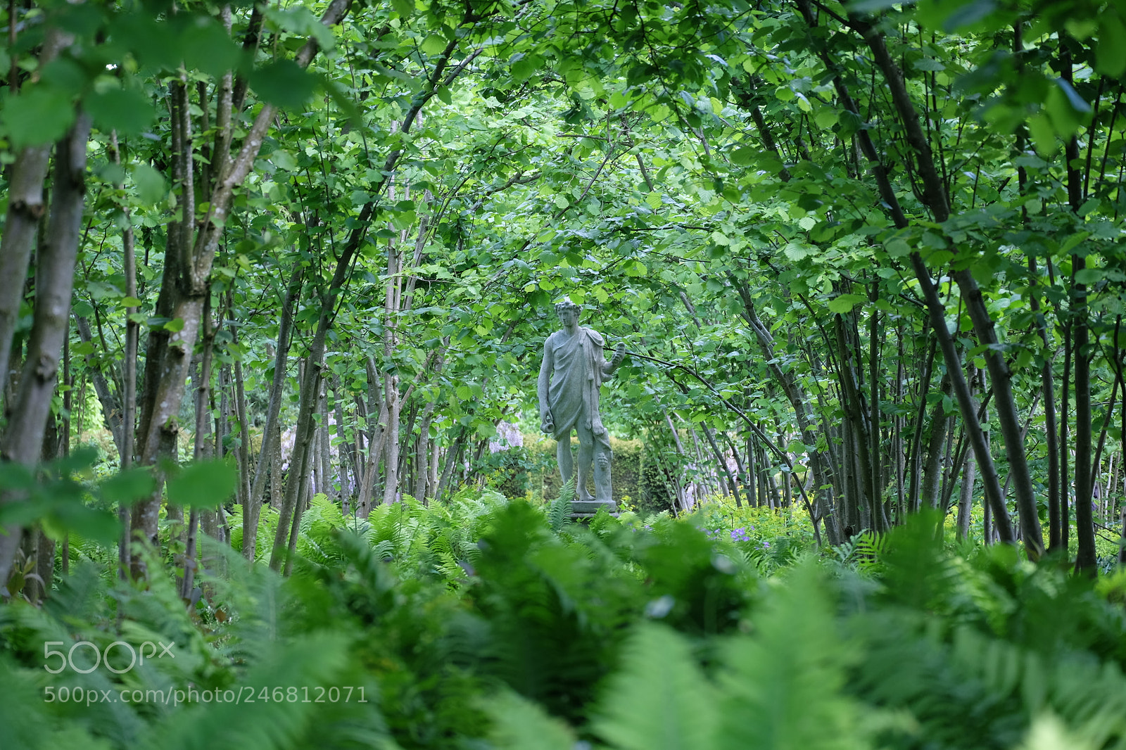 Fujifilm X-M1 sample photo. Dionysus amongst the fern photography