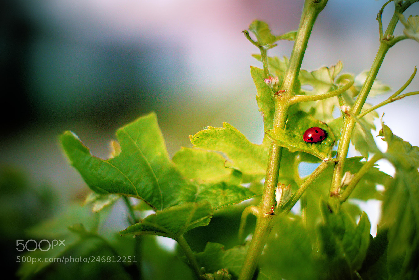 Sony ILCA-77M2 sample photo. Untitled photography