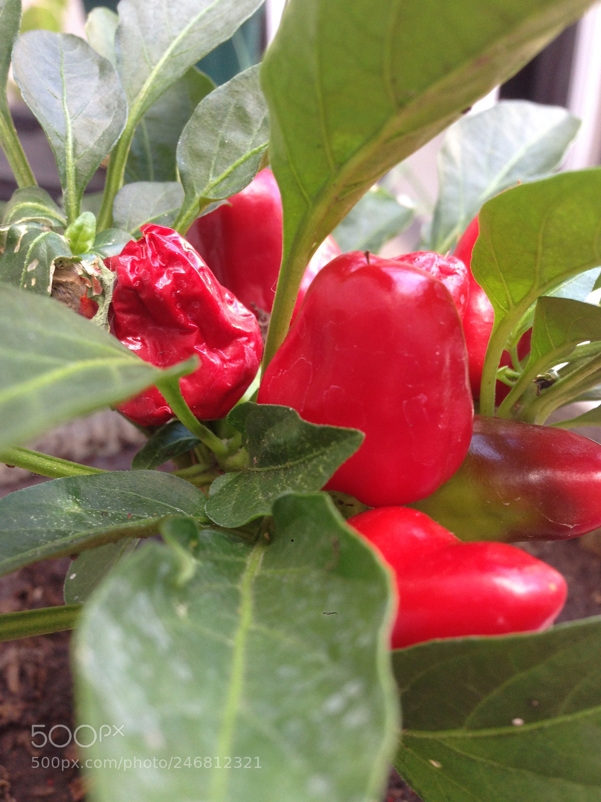 Apple iPhone 5 sample photo. El jard n en photography