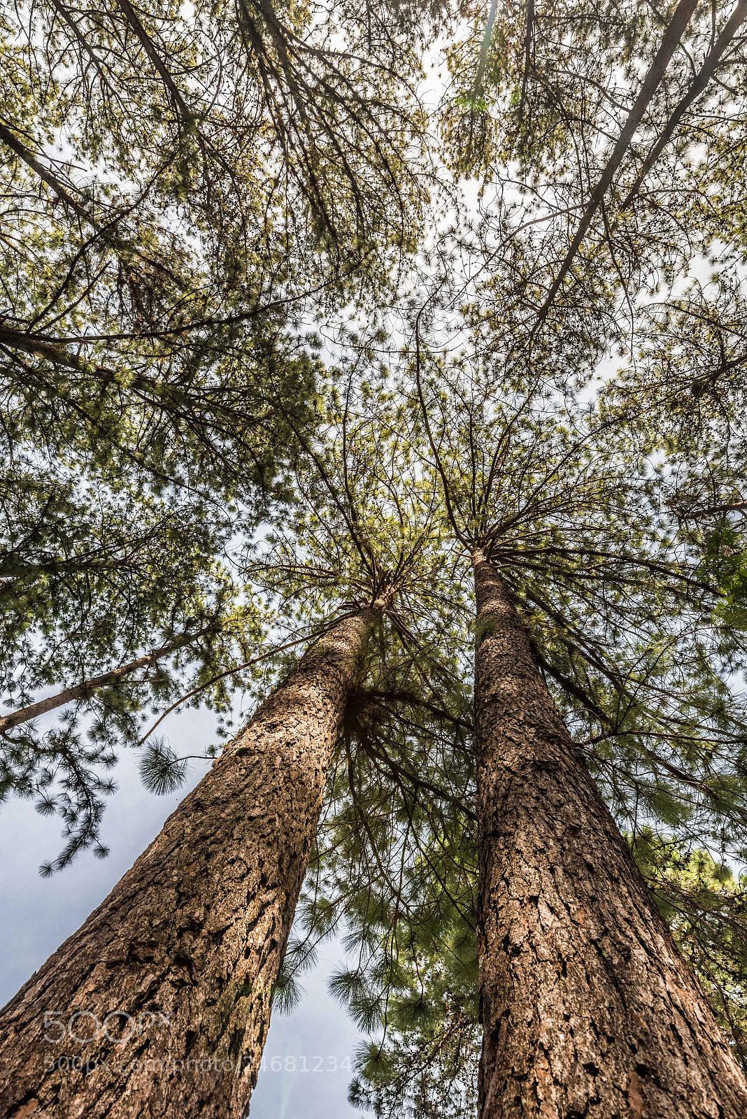 Nikon D810 sample photo. Trees photography