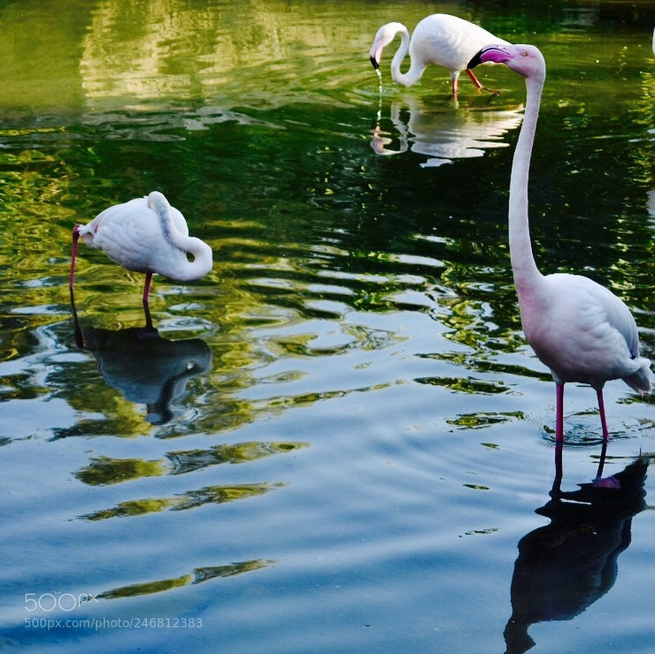 Nikon D3400 sample photo. Stand tall, dream big. photography