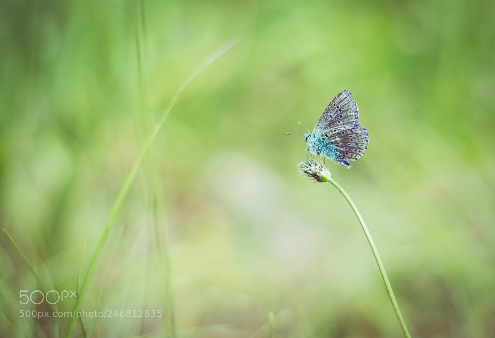Nikon D5200 sample photo. The little blue photography