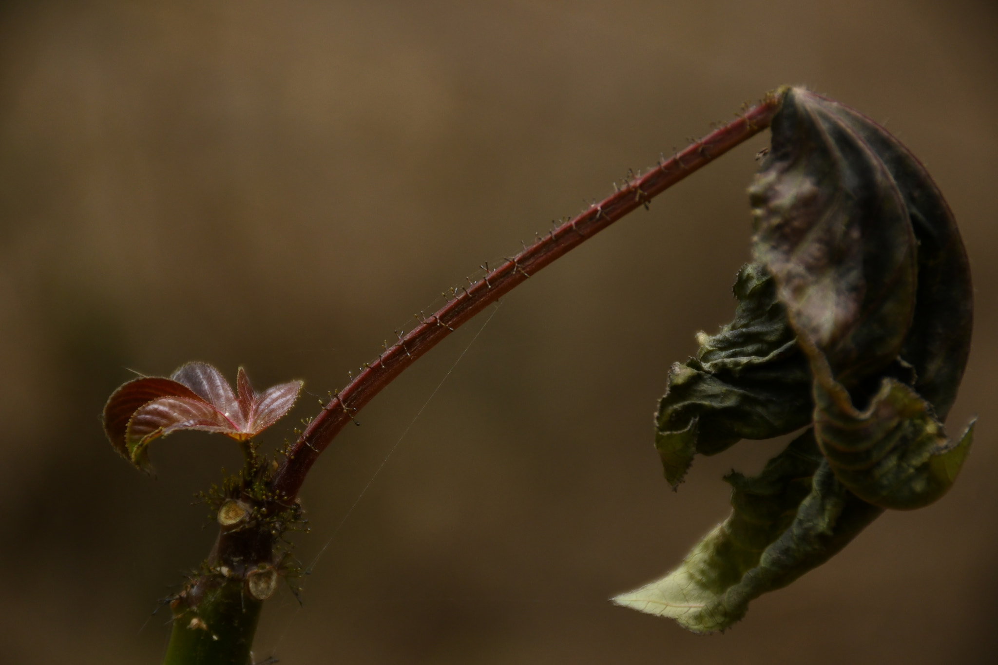 Nikon D7500 sample photo. Circle of life. photography