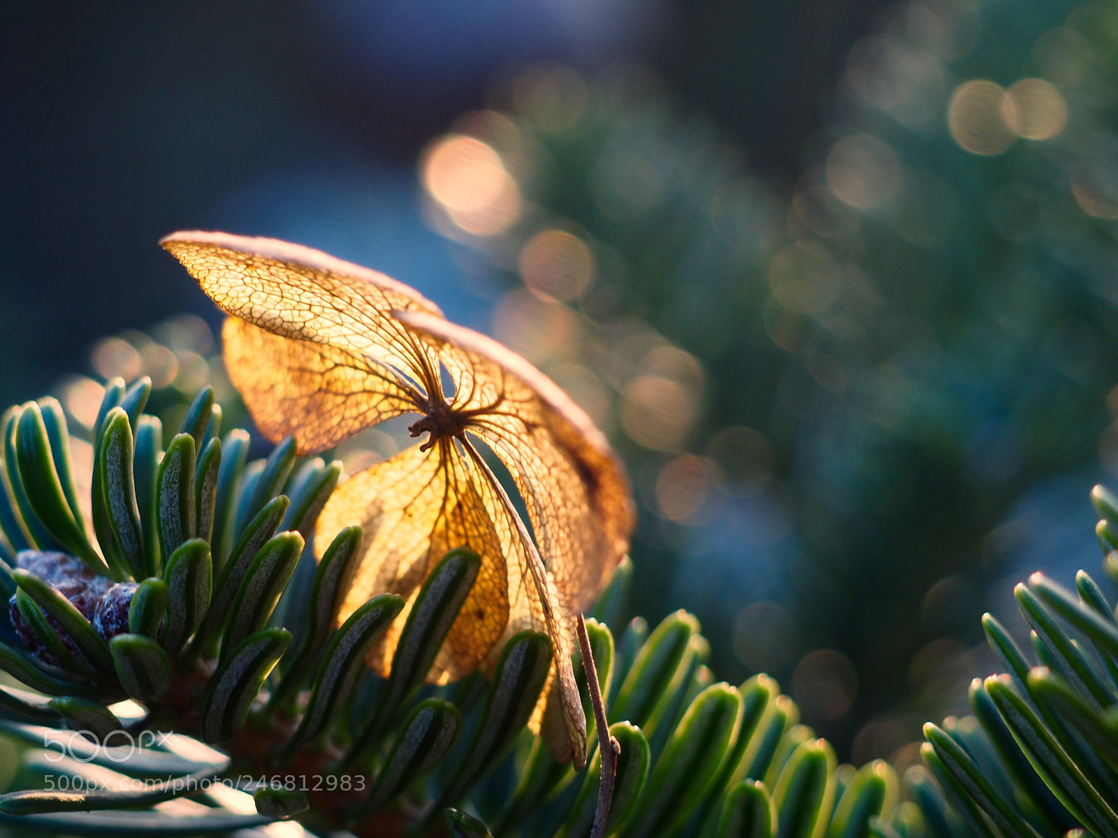 Olympus OM-D E-M10 II sample photo. Winter wonders photography