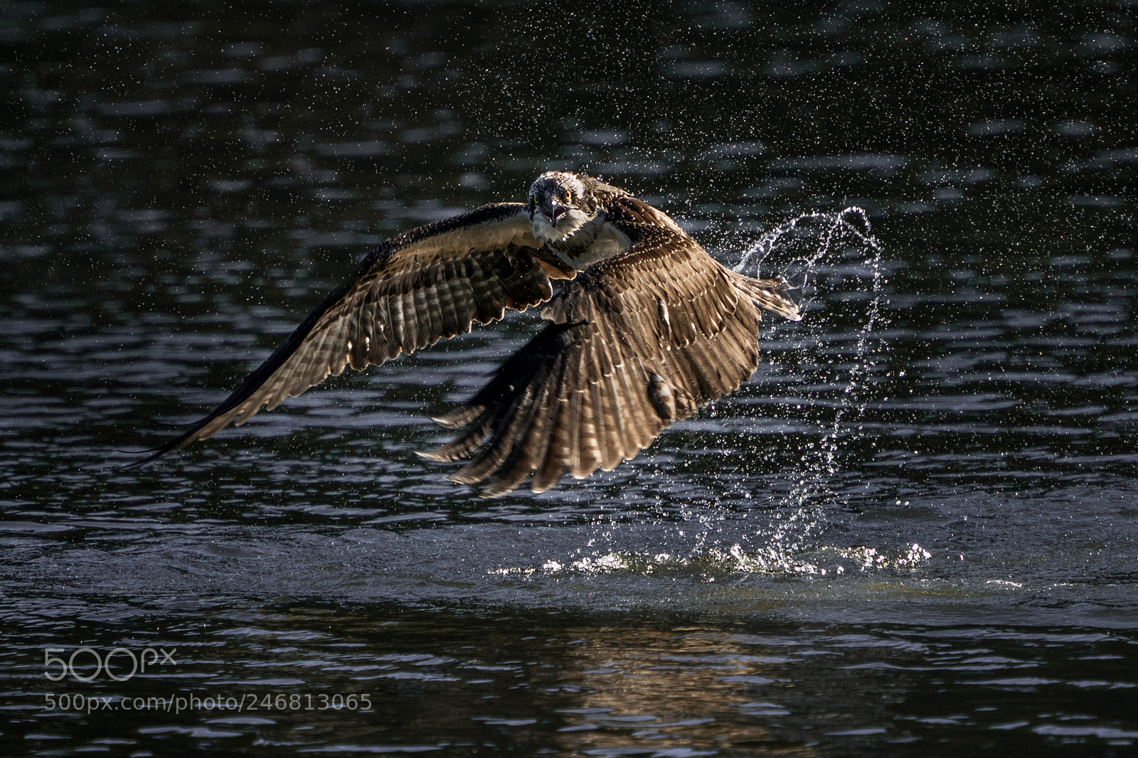 Sony a9 sample photo. Osprey takeoff x photography