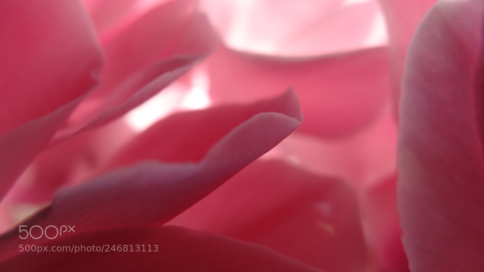 Sony Cyber-shot DSC-HX20V sample photo. Pink photography