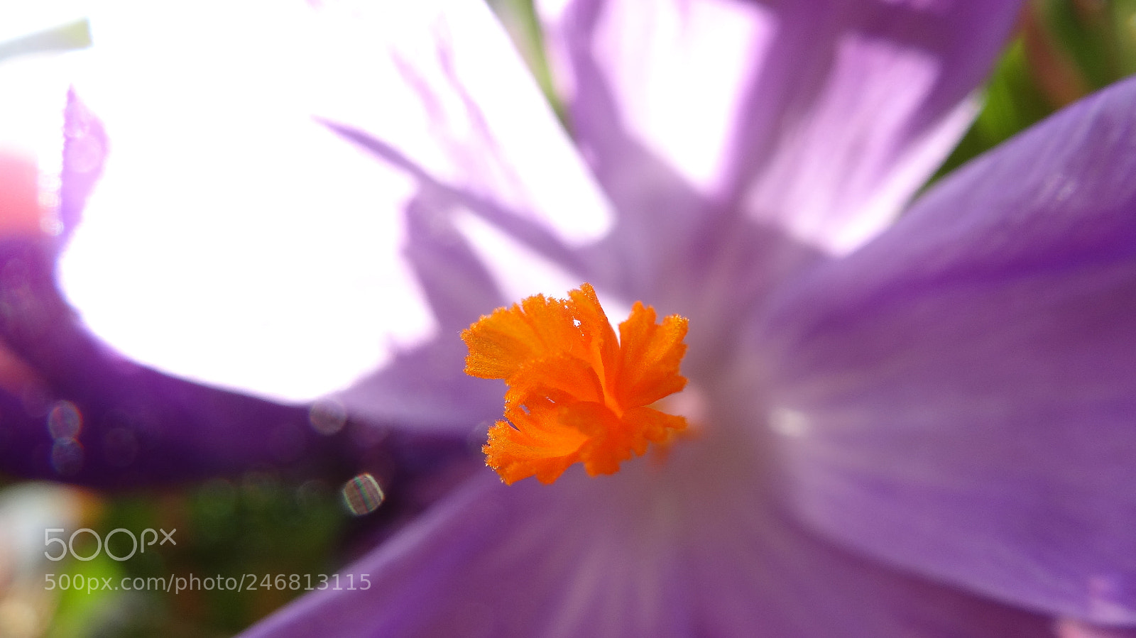 Sony Cyber-shot DSC-HX20V sample photo. Orange photography