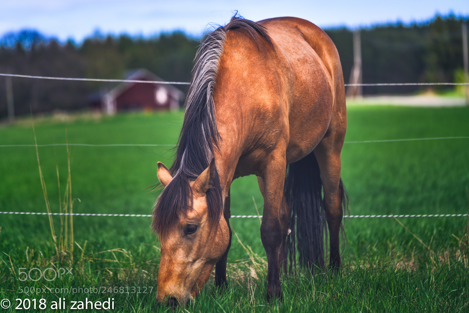 Sony a7R II sample photo. Horse 03 photography