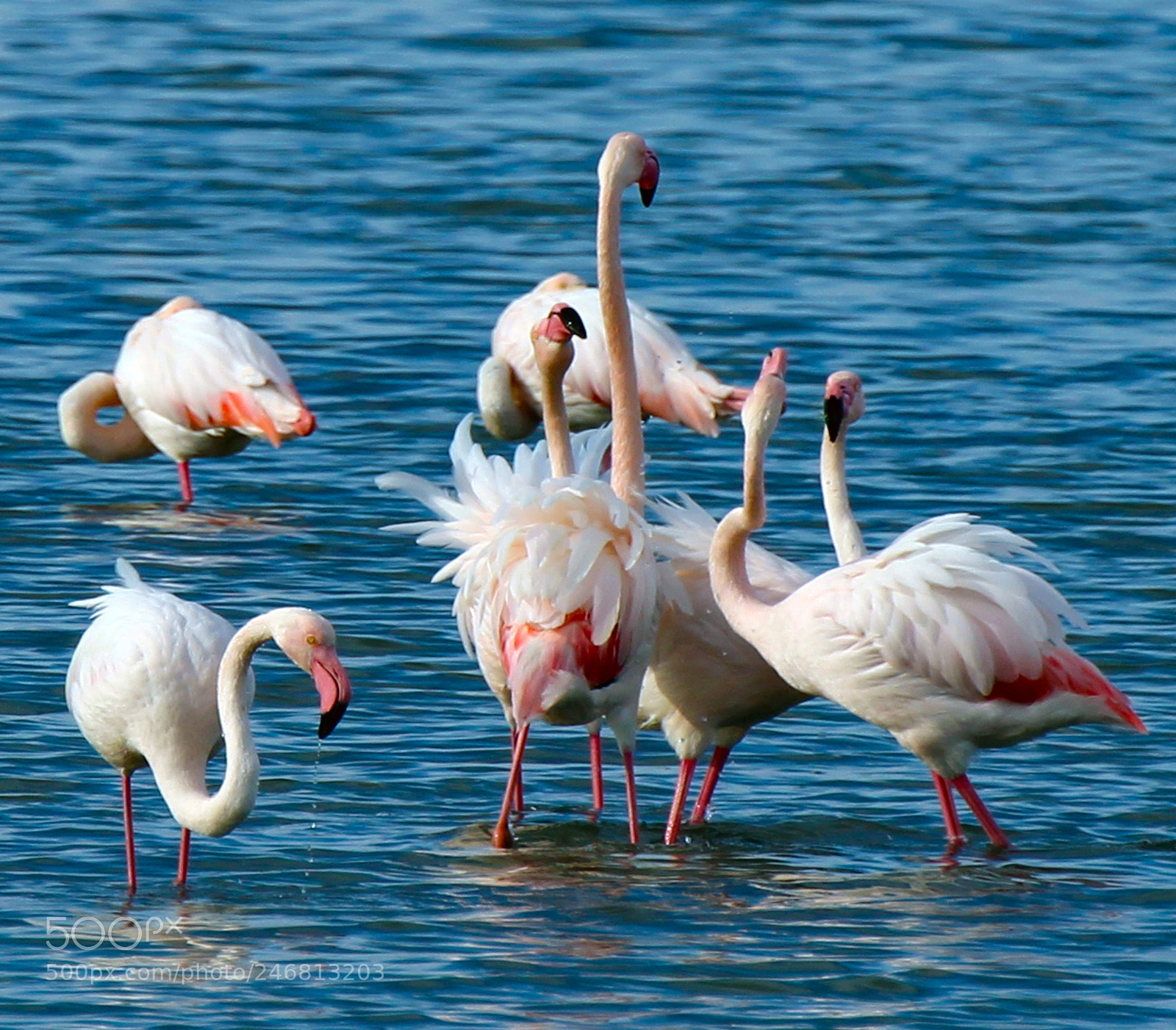 Canon EOS 100D (EOS Rebel SL1 / EOS Kiss X7) sample photo. Flamingos photography