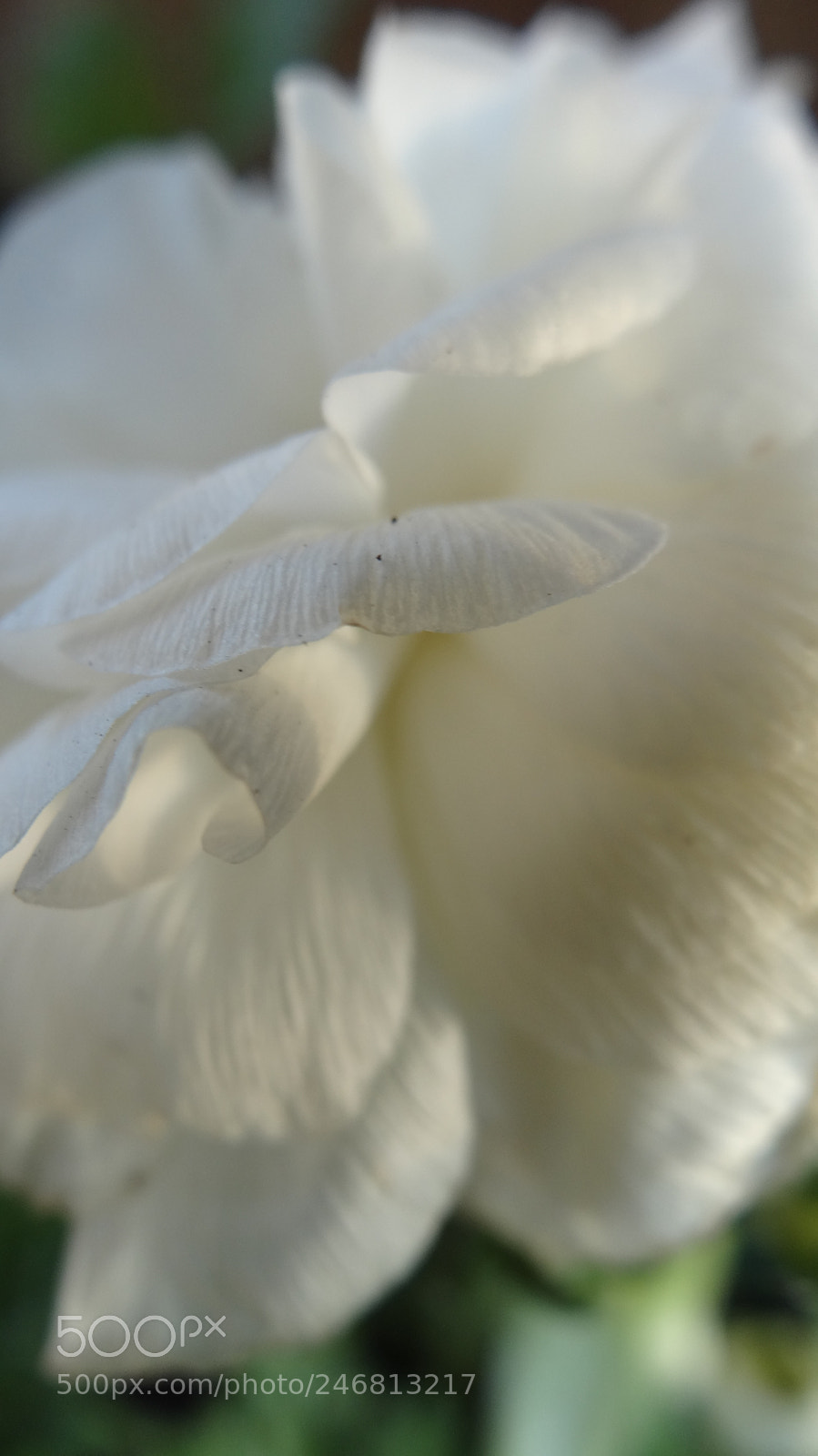 Sony Cyber-shot DSC-HX20V sample photo. White photography