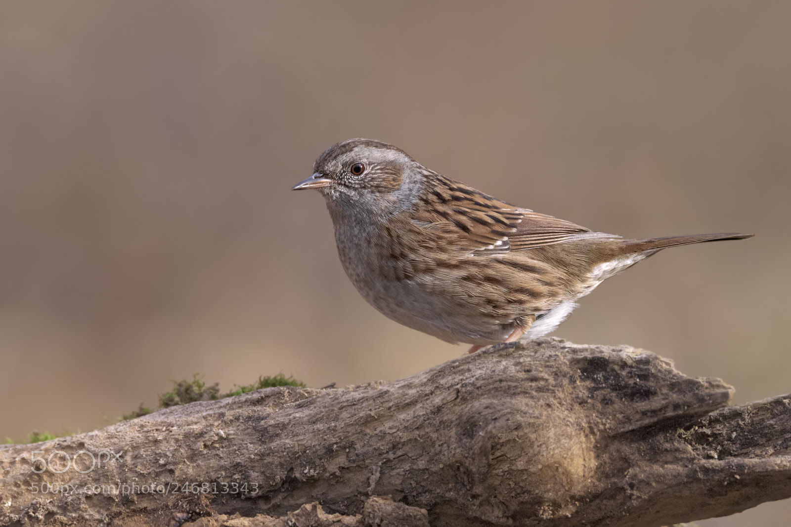 Nikon D810 sample photo. Dunnock photography