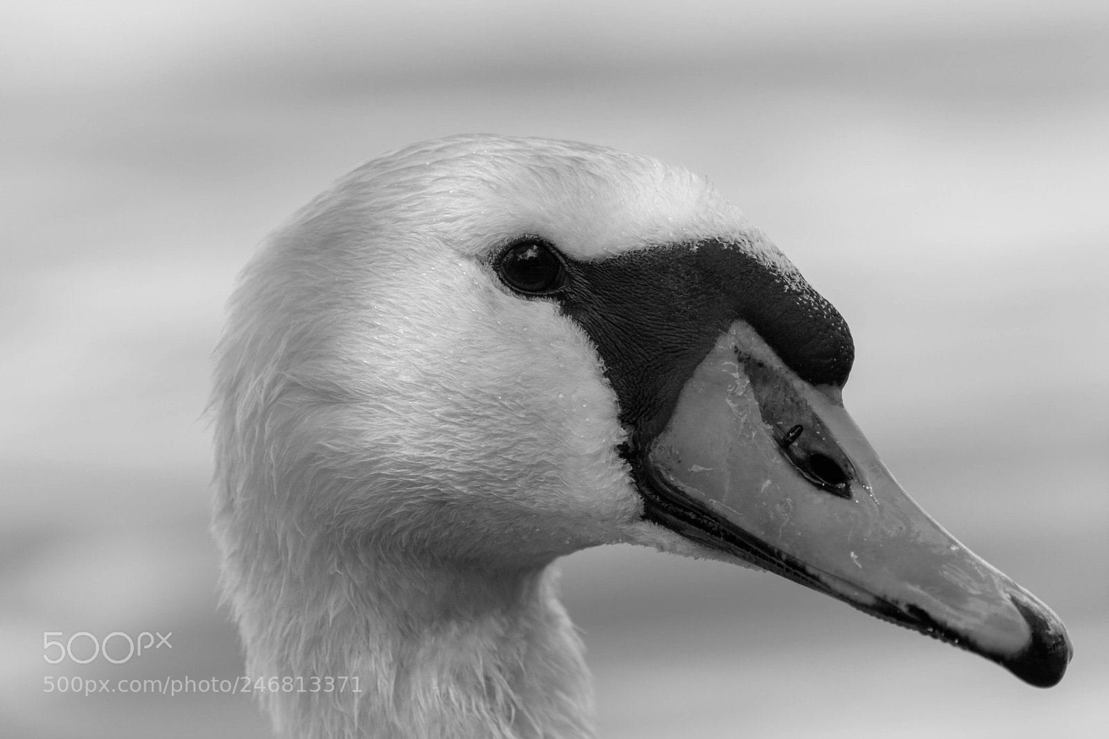 Nikon D7200 sample photo. Swan photography