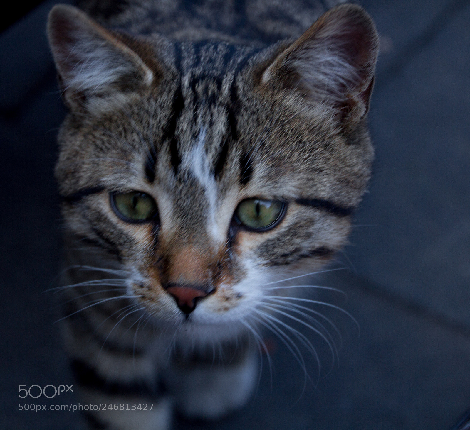 Canon EOS 600D (Rebel EOS T3i / EOS Kiss X5) sample photo. Istanbul photography