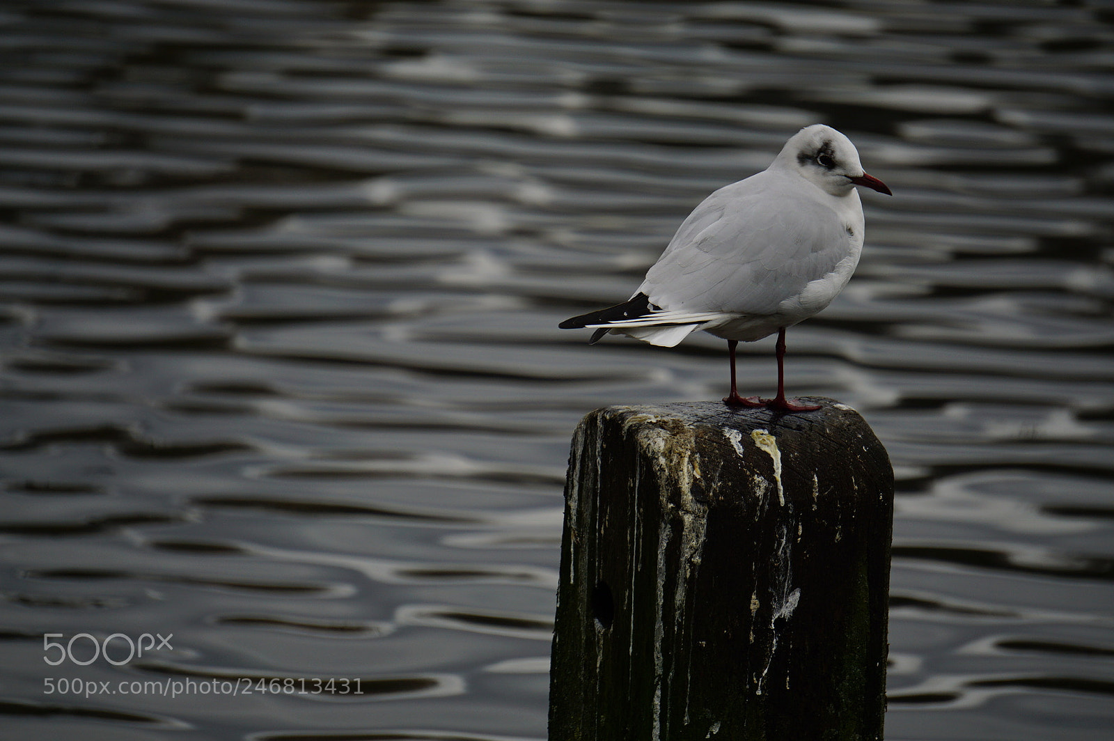 Sony a5100 sample photo. Stand alone.. photography