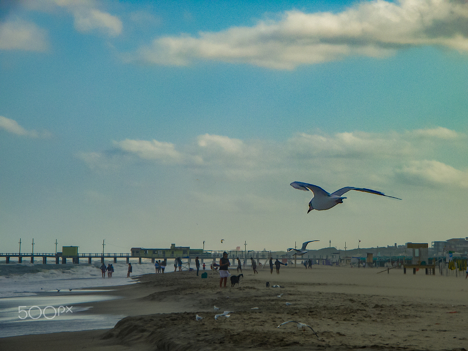 Olympus SP-565UZ sample photo. Seagulls before the storm photography