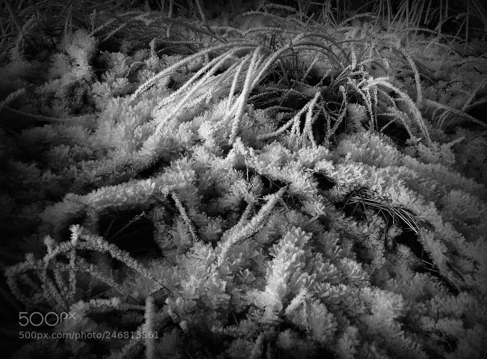 Apple iPad sample photo. Freezing fog's ice blossoms photography