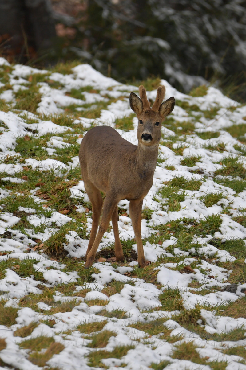 Sigma 150-600mm F5-6.3 DG OS HSM | S sample photo. Brocard photography