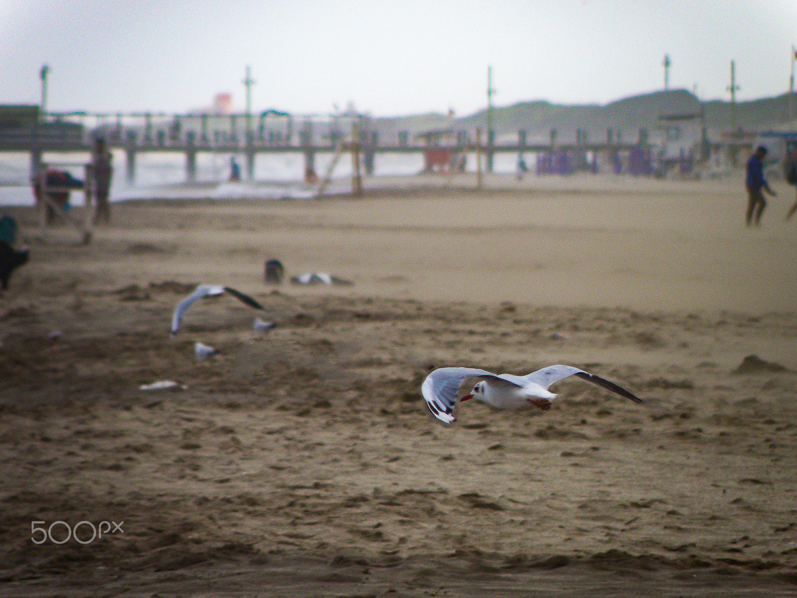 Olympus SP-565UZ sample photo. Seagulls before the storm photography