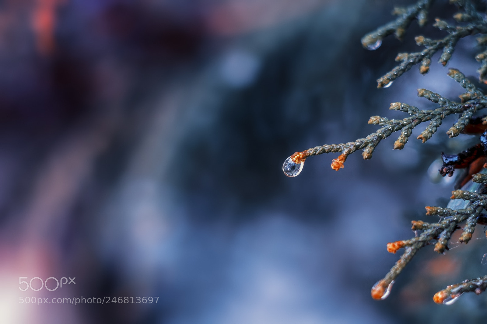 Canon EOS 7D sample photo. Cedar branch photography