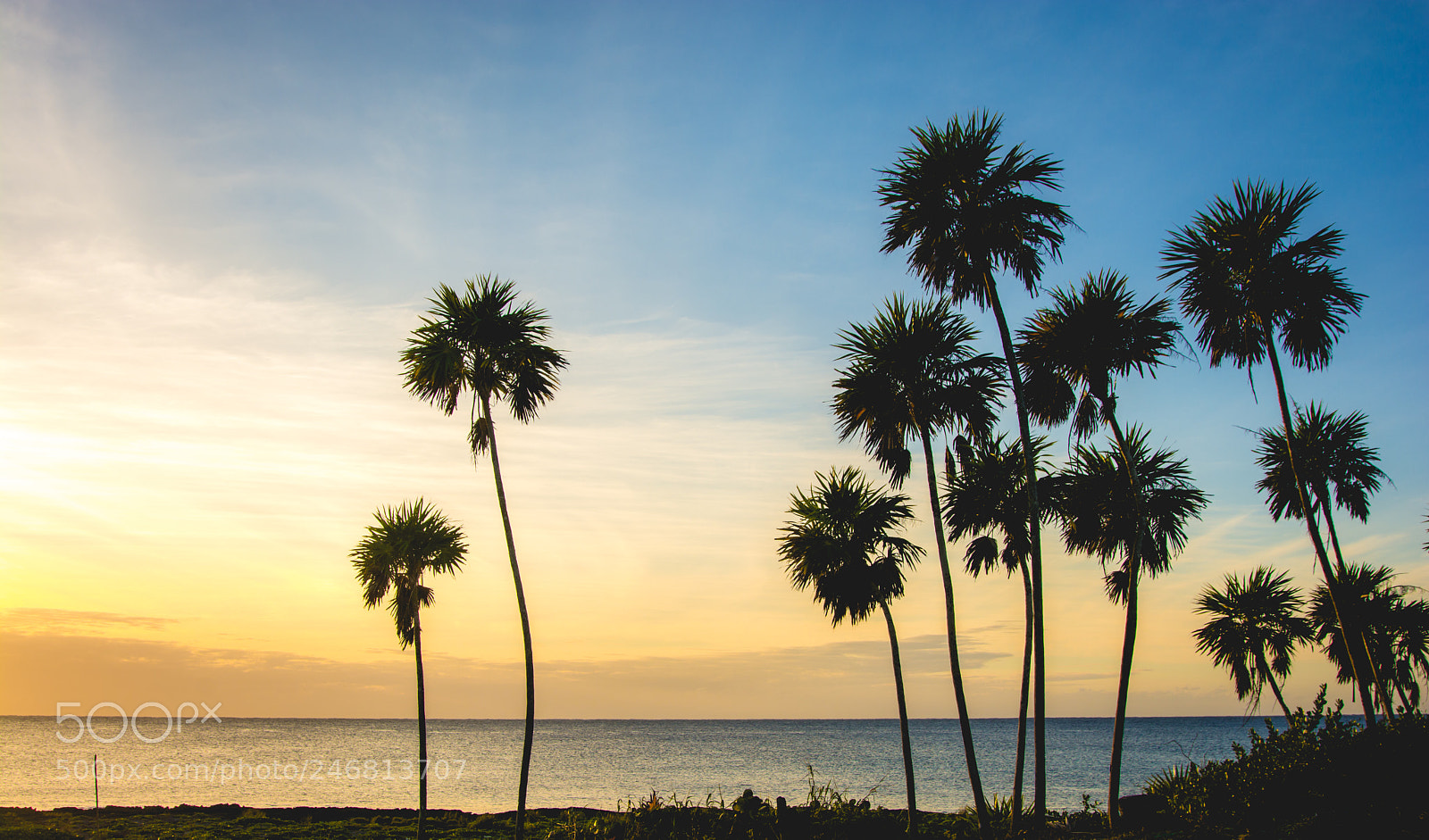 Nikon D7100 sample photo. Palms photography