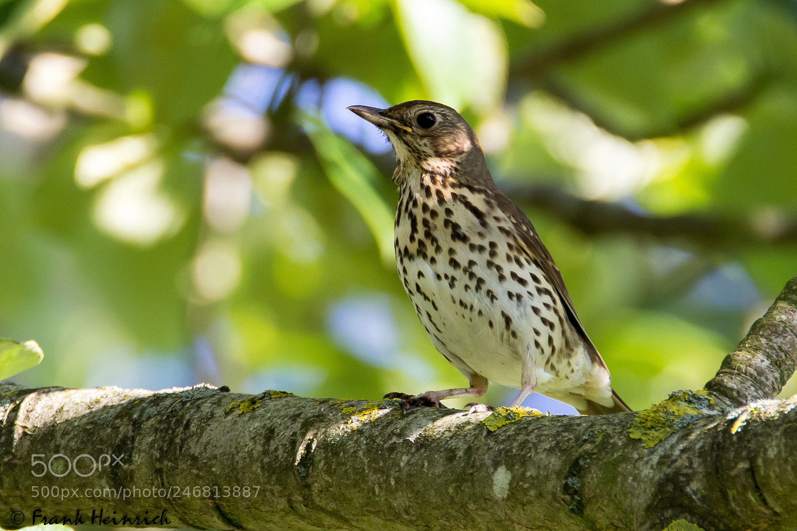 Canon EOS 600D (Rebel EOS T3i / EOS Kiss X5) sample photo. Turdus philomelos  (singdrossel) photography