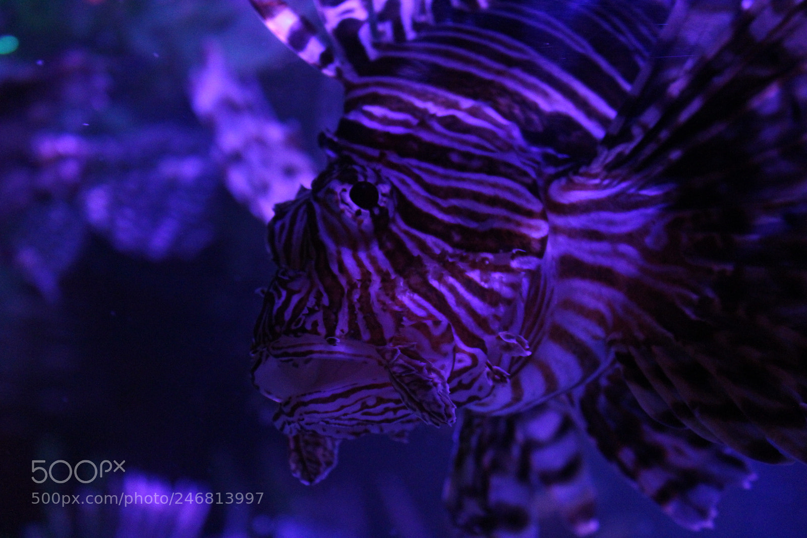 Canon EOS 1300D (EOS Rebel T6 / EOS Kiss X80) sample photo. Mystical lion fish  photography
